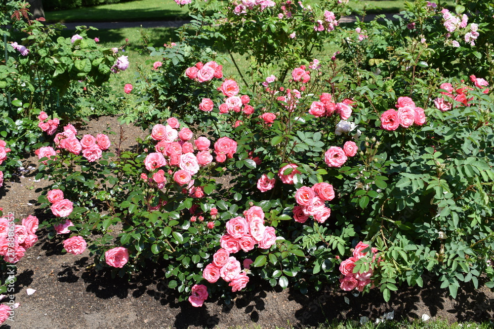 Fototapeta premium flowers in the garden