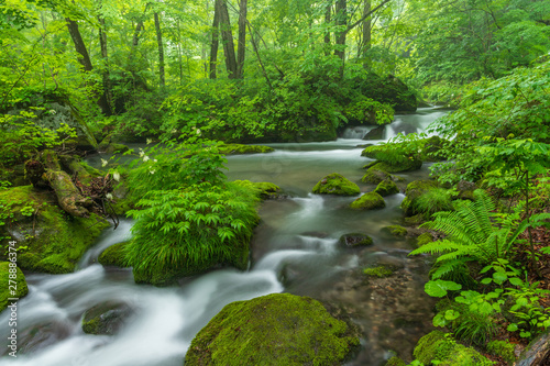 The fresh green of Aomori Prefecture Oirase mountain stream