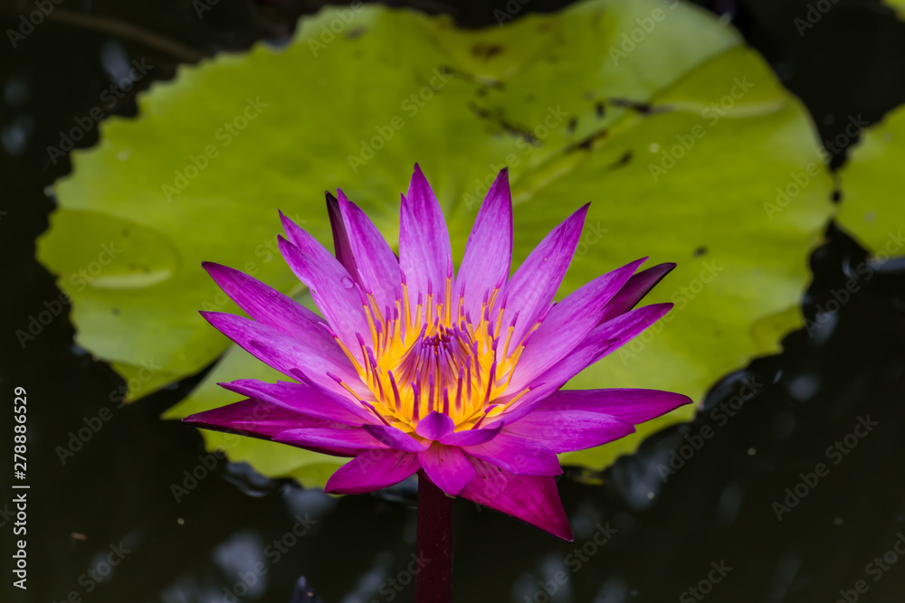 Blooming Lotus Flower or Water lily sunset time. Blooming Lotus Flower or Water lily sunset time.