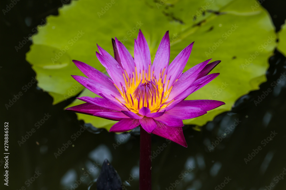 Blooming Lotus Flower or Water lily sunset time. Blooming Lotus Flower or Water lily sunset time.