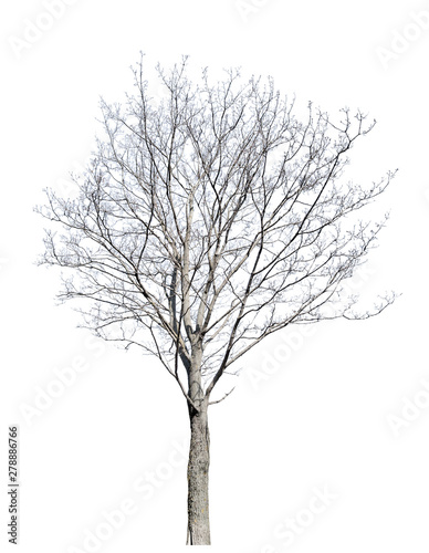 bare winter isolated maple