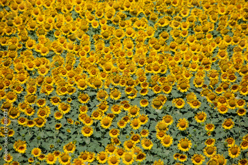 sunflower yellow flowers