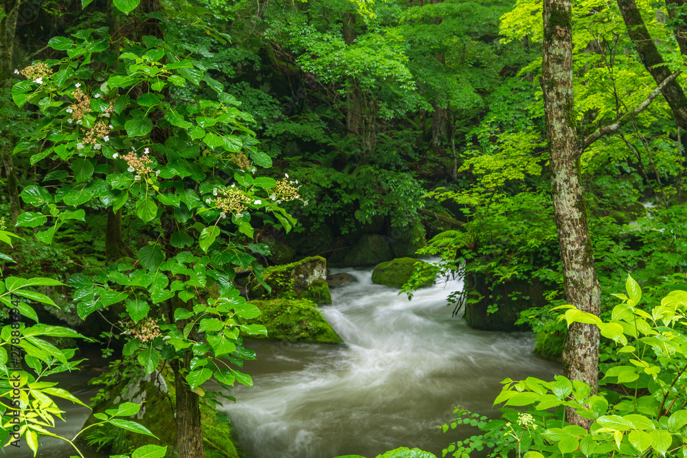 The fresh green of Aomori Prefecture Oirase mountain stream The fresh green of Aomori Prefecture Oirase mountain stream