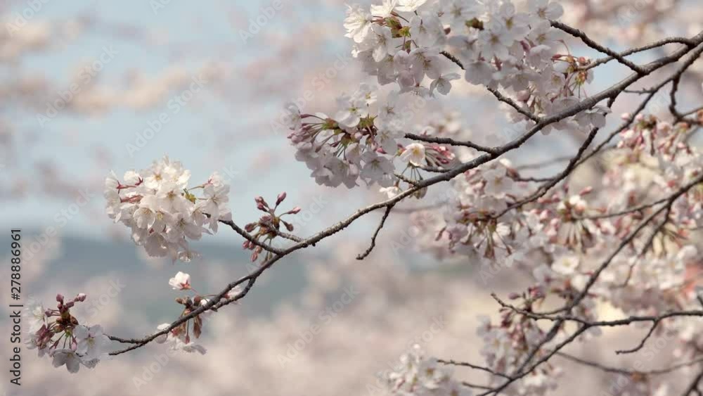 Beautiful cherry tree blossoms. Selective focus on a flower with blurred background. Beautiful cherry tree blossoms. Selective focus on a flower with blurred background.