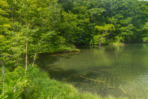 Oirase mountain stream in early summer