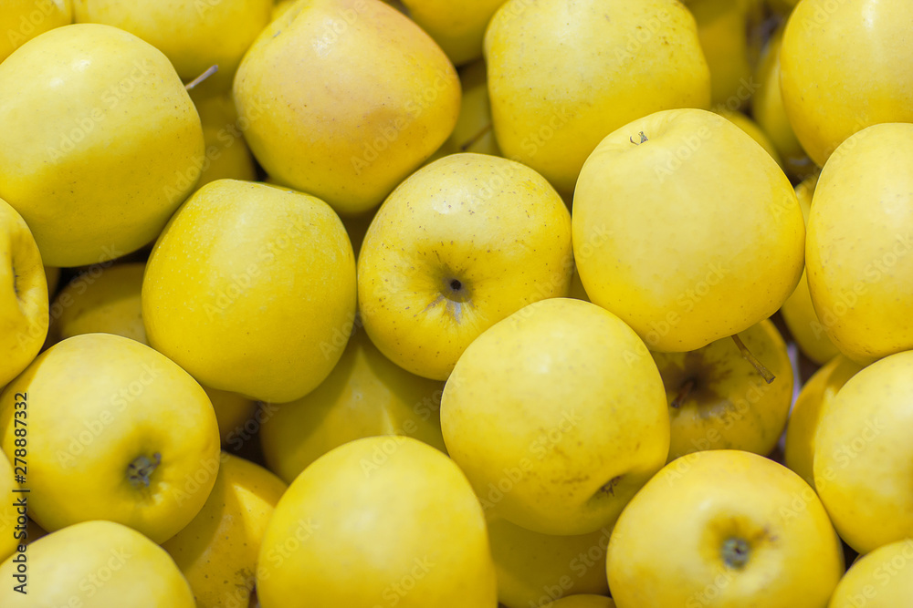 Lots of yellow apples. Natural condition. Top view as background Lots of yellow apples. Natural condition. Top view as background