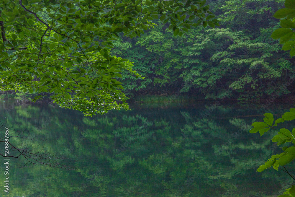 Oirase mountain stream in early summer