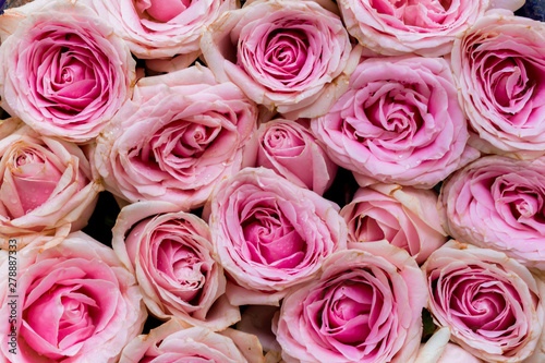 Pink roses as background texture.