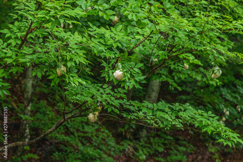 The fresh green of Aomori Prefecture Hakkoda