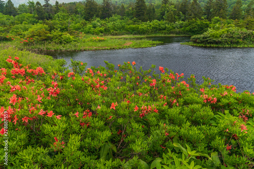 The fresh green of Aomori Prefecture Hakkoda © HIROSHI FUJITA