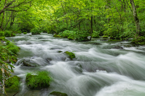 Oirase mountain stream in early summer