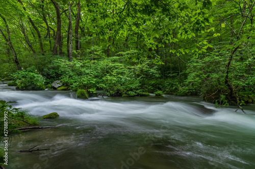 Fototapeta Naklejka Na Ścianę i Meble -  Oirase mountain stream in early summer