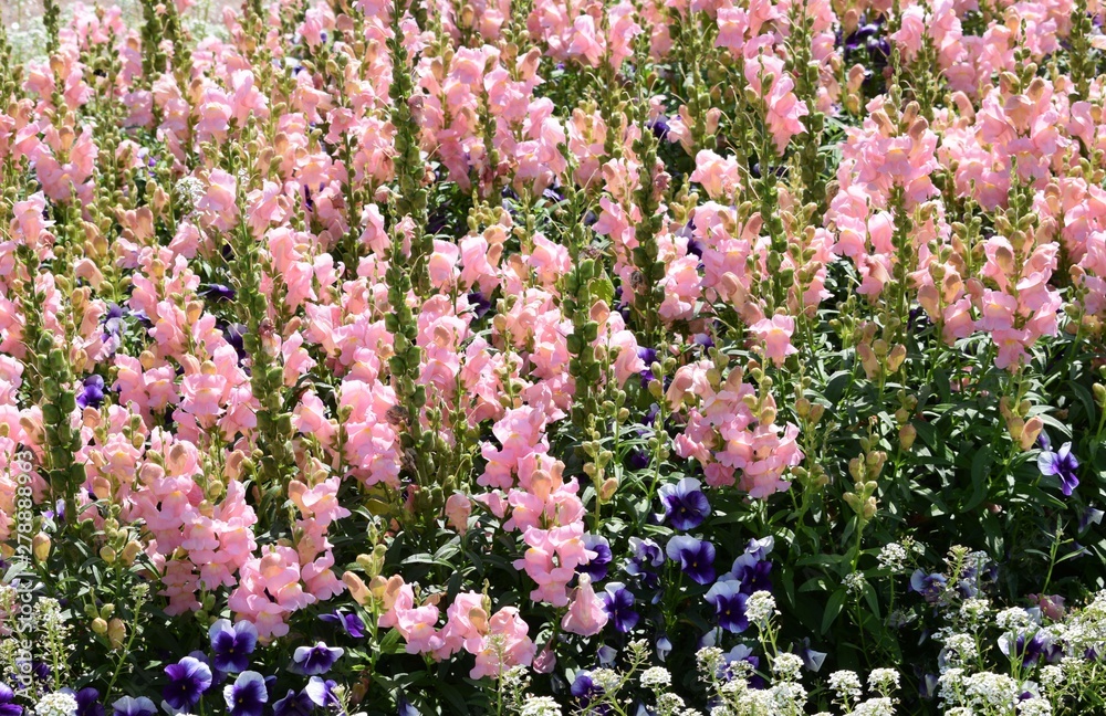 Obraz premium flowers in the garden