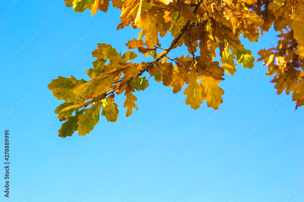 Branch of oak with yellow golden autumn leaves on blue sky. Branch of oak with yellow golden autumn leaves on blue sky.