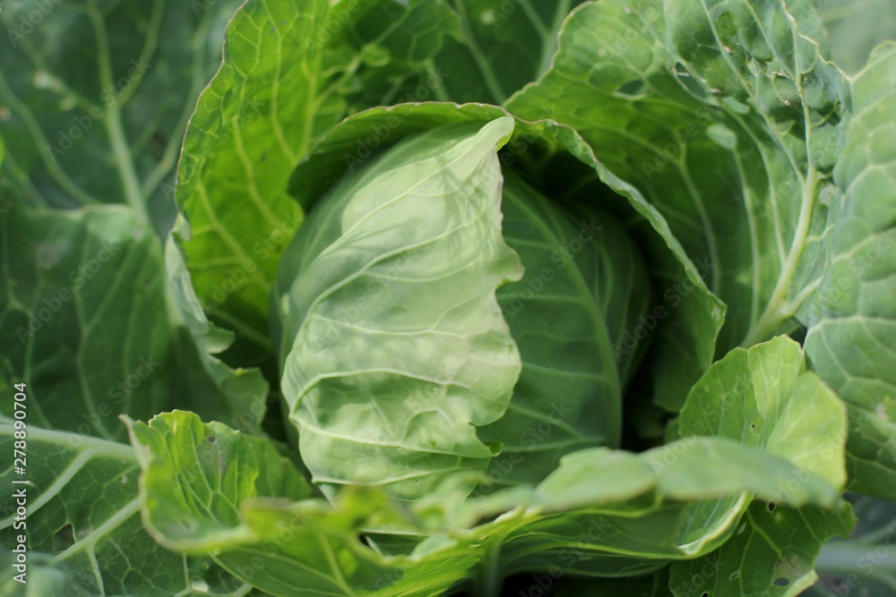 Close up top view of fresh green cabbage. Cabbage are growing in garden. Agriculture concept. Organic vegetable background. New harvest. Close up top view of fresh green cabbage. Cabbage are growing in garden. Agriculture concept. Organic vegetable background. New harvest.