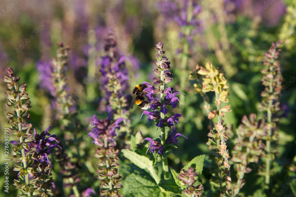Obraz premium Bumble bee on purple flowers