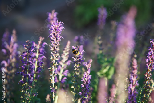 Bumble bee on purple flowers