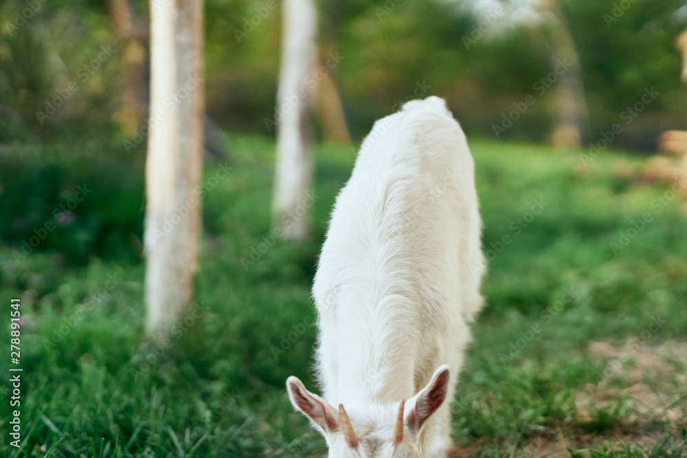 goat on farm goat on farm