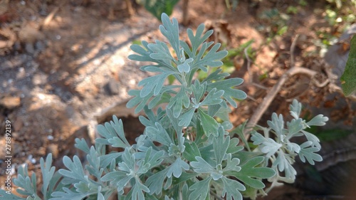 Artemisia absinthium photo