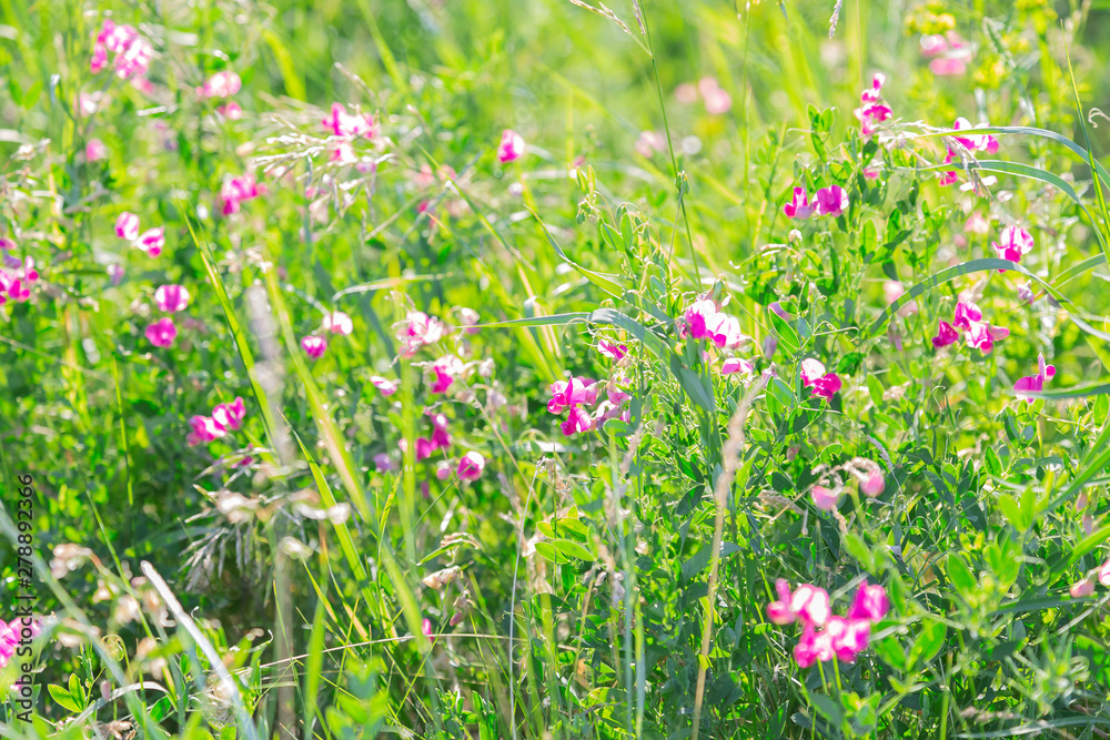 Fototapeta premium Summer sunny botanical natural floral background with green grass and blooming flowers in the meadow