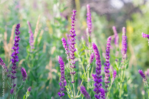 Salvia blooming. Spicy, healing, aromatic plants, flowers and herbs. Alternative medicine, herbal medicine. Scented healing sage. Natural summer sunny floral background