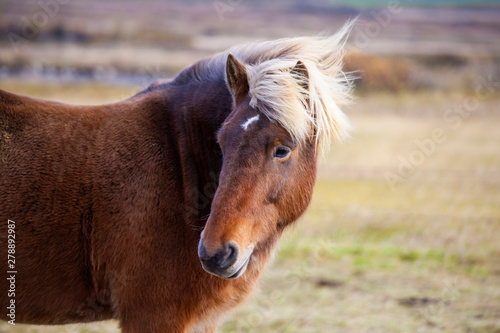 Icelandic horse