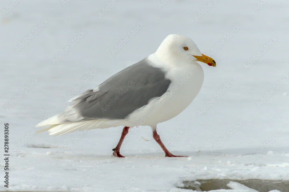 Fototapeta premium Goéland bourgmestre,.Larus hyperboreus, Glaucous Gull