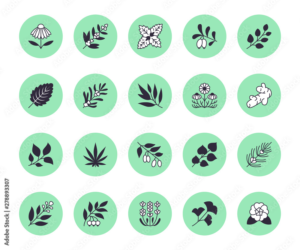 Medical herbs flat line icons. Medicinal plants echinacea, melissa, eucalyptus, goji berry, basil, ginger root, thyme, chamomile. Silhouette signs for herbal medicine Medical herbs flat line icons. Medicinal plants echinacea, melissa, eucalyptus, goji berry, basil, ginger root, thyme, chamomile. Silhouette signs for herbal medicine