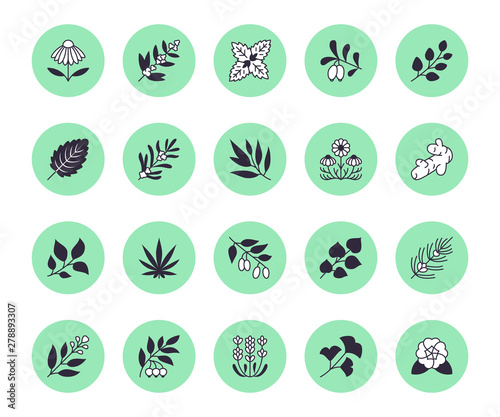 Medical herbs flat line icons. Medicinal plants echinacea, melissa, eucalyptus, goji berry, basil, ginger root, thyme, chamomile. Silhouette signs for herbal medicine