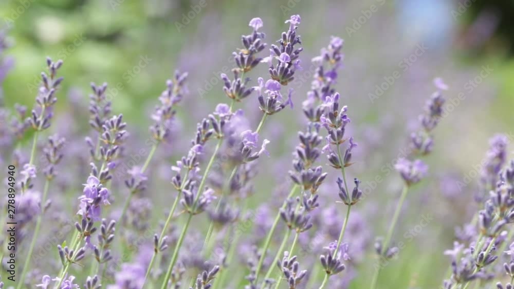 Lavender field, flowers closeup Nature concept