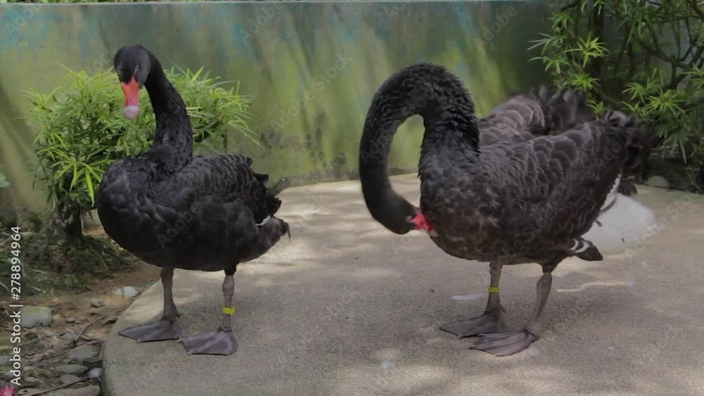 Pair of black swans are cleaning feathers in a tropical park Pair of black swans are cleaning feathers in a tropical park