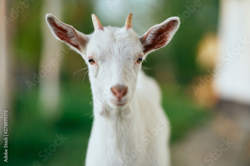 portrait of a goat