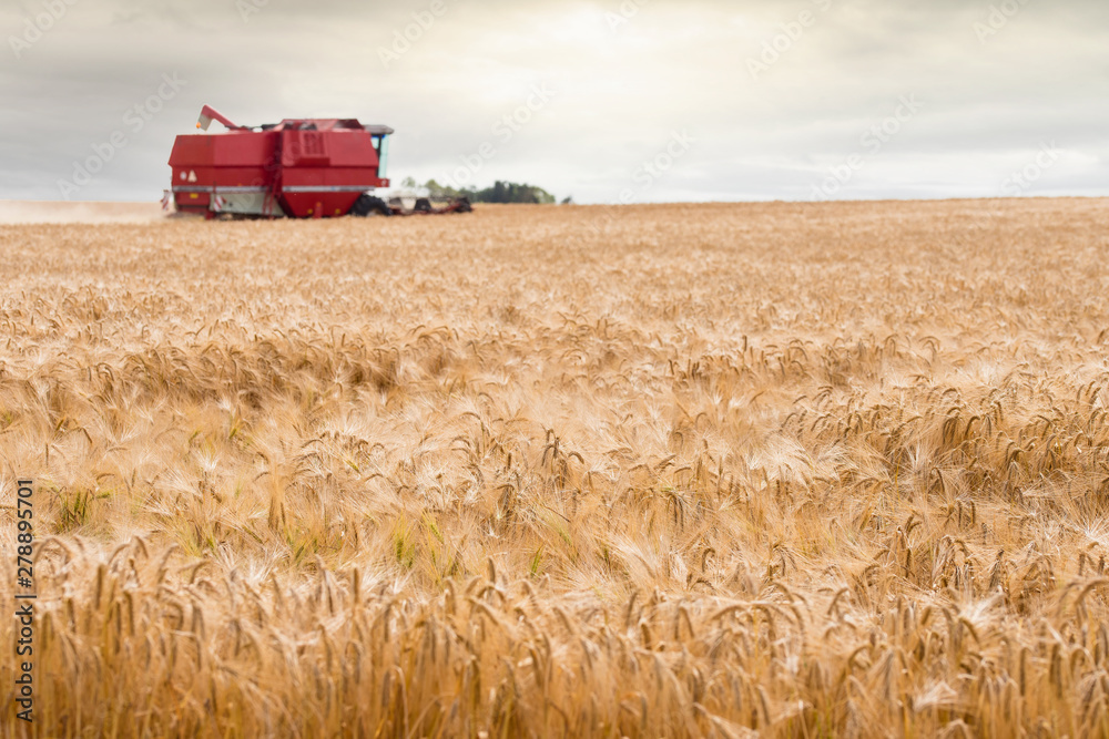 Obraz premium combine harvester in action at sunset