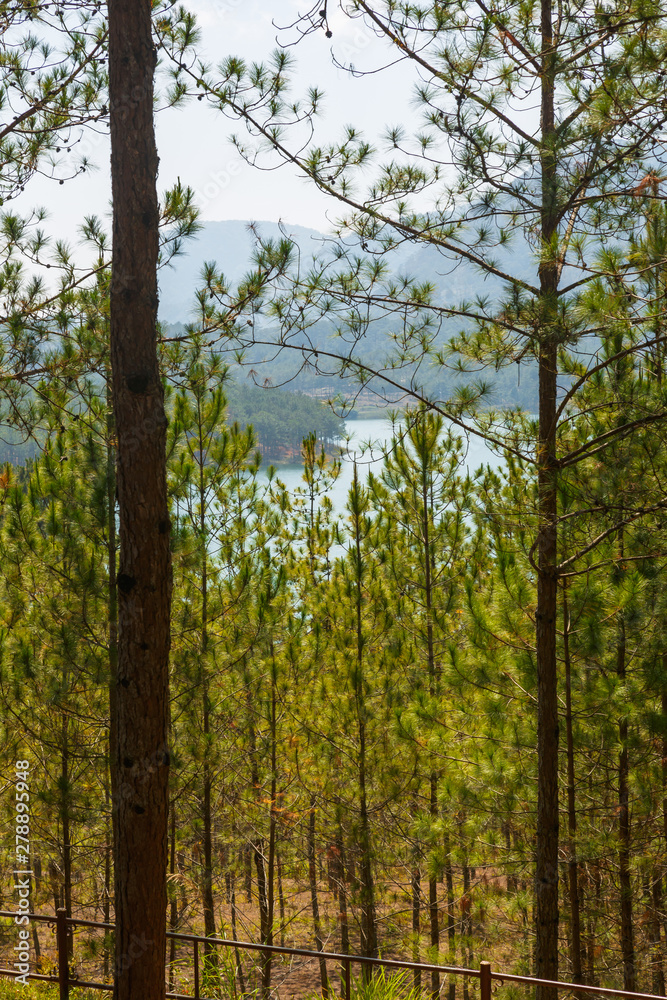 Naklejka premium Pines in the City of Dalat