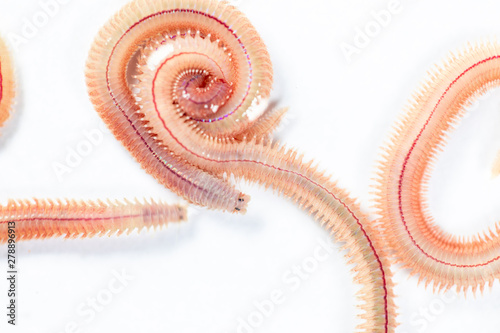 Sand Worm (Perinereis sp.) is the same species as sea worms (Polychaete), Living in a beach area with relatively shallow water levels for education in laboratory. photo