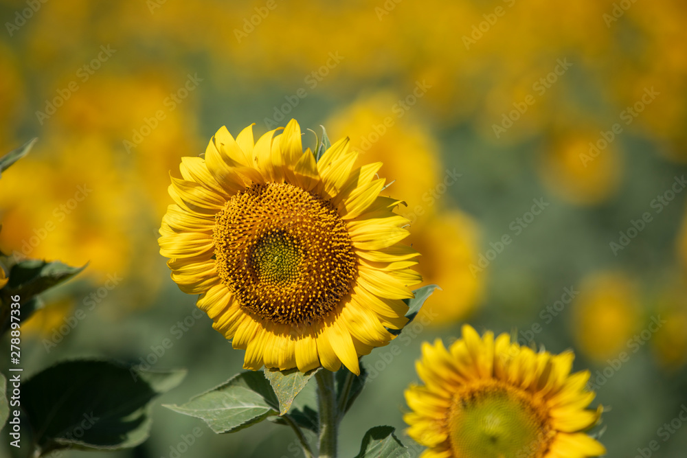 sunflower yellow flowers