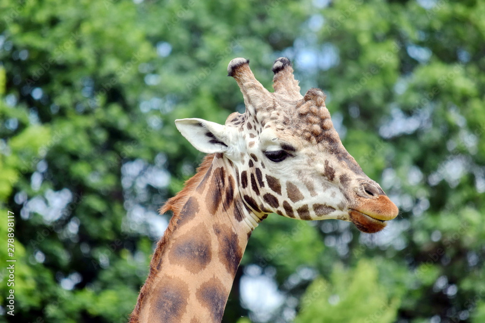 Giraffe Giraffa Reticulata Head Closeup Portrait Giraffe Giraffa Reticulata Head Closeup Portrait