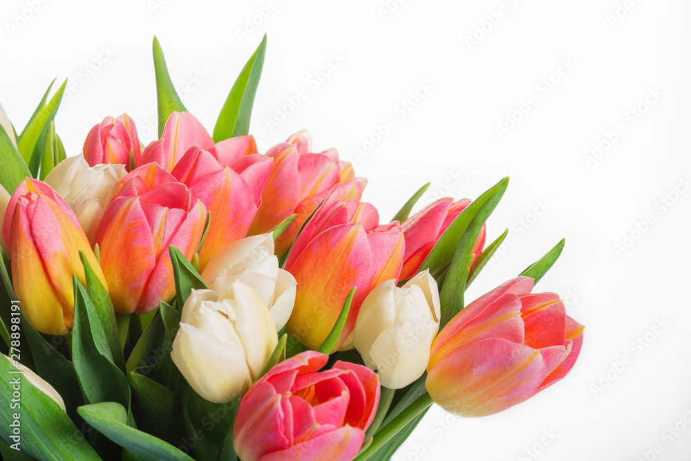 Bouquet of fresh pink tulips on white background. Close up.