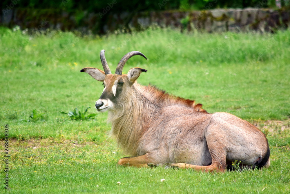 Roan Antelope Hippotragus Equinus in Nature Lying in Grass Roan Antelope Hippotragus Equinus in Nature Lying in Grass