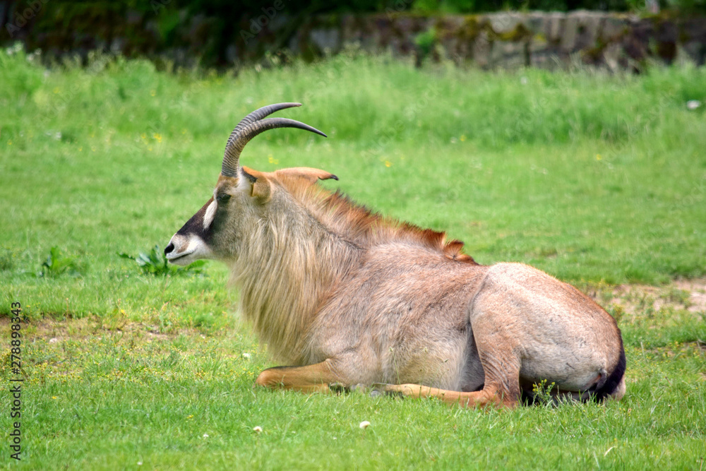 Roan Antelope Hippotragus Equinus in Nature Lying in Grass Portrait Roan Antelope Hippotragus Equinus in Nature Lying in Grass Portrait