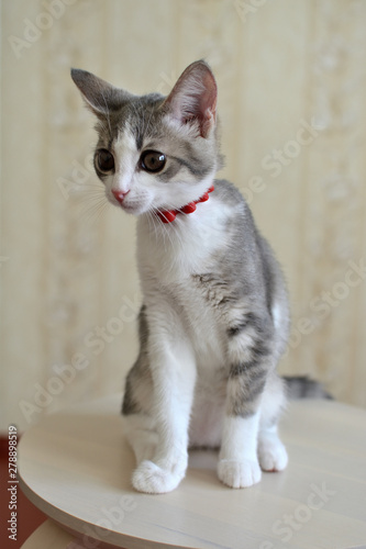Funny gray-white kitten sitting on a stool. Blurred background.Pets