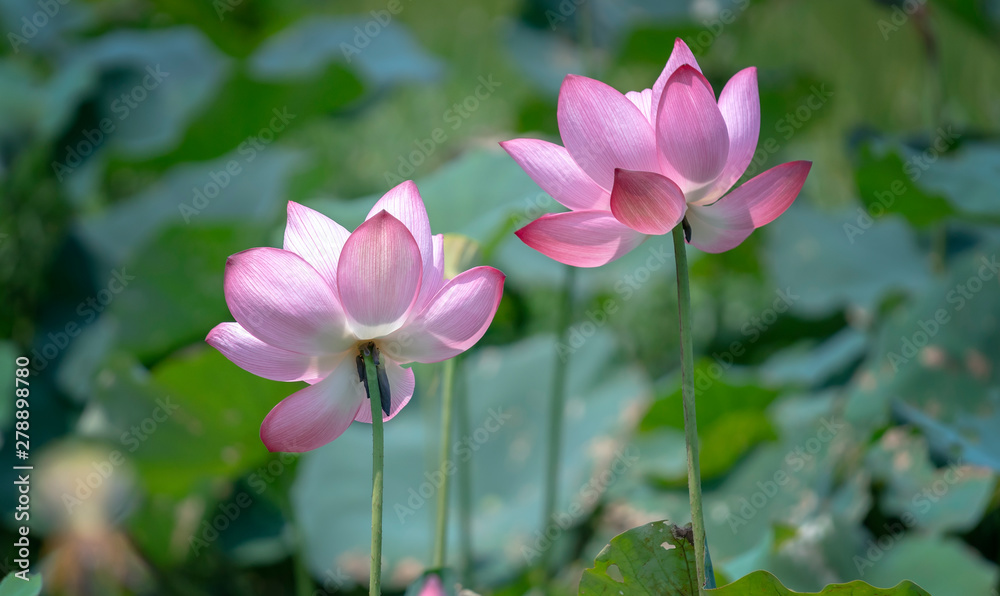 The blooming lotus flower swaying in the wind colorful beautiful
