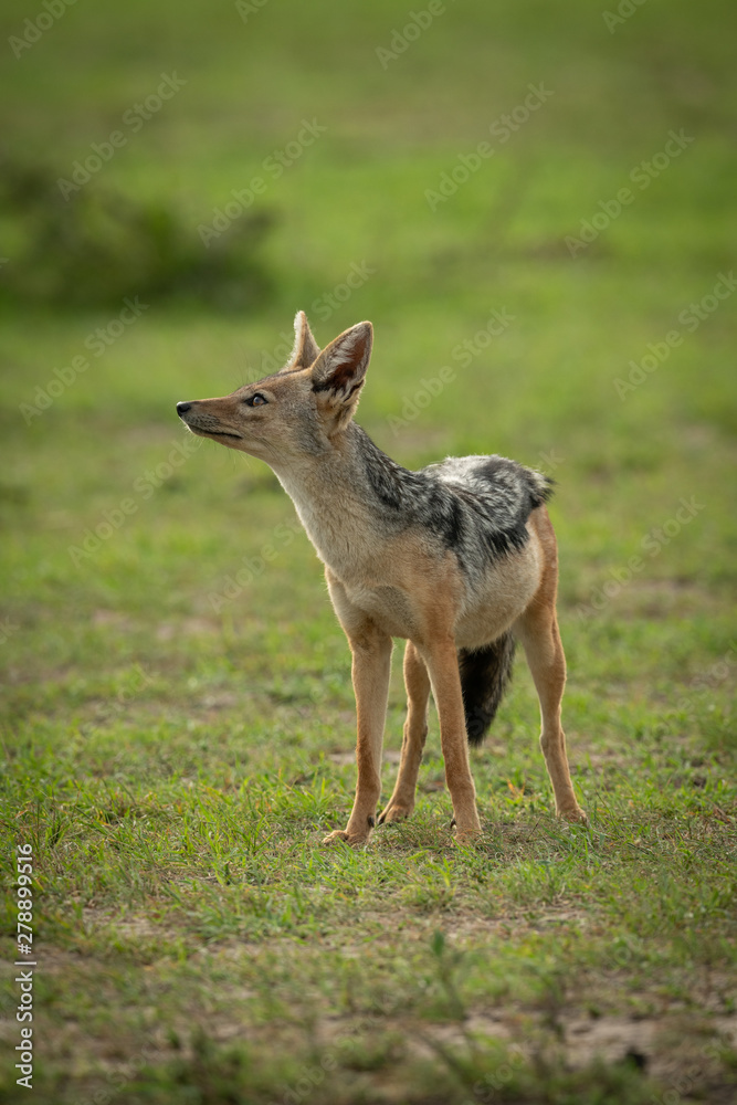 Black-backed jackal stands in grass looking up Black-backed jackal stands in grass looking up