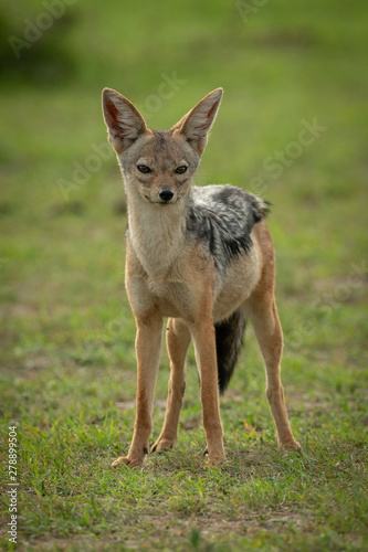 Black-backed jackal stands in grass watching camera