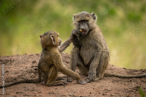 Baby reaches for food from olive baboon © Nick Dale