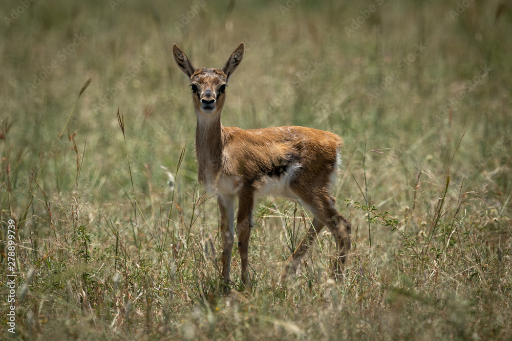 Baby Thomson gazelle in grass eyeing camera Baby Thomson gazelle in grass eyeing camera