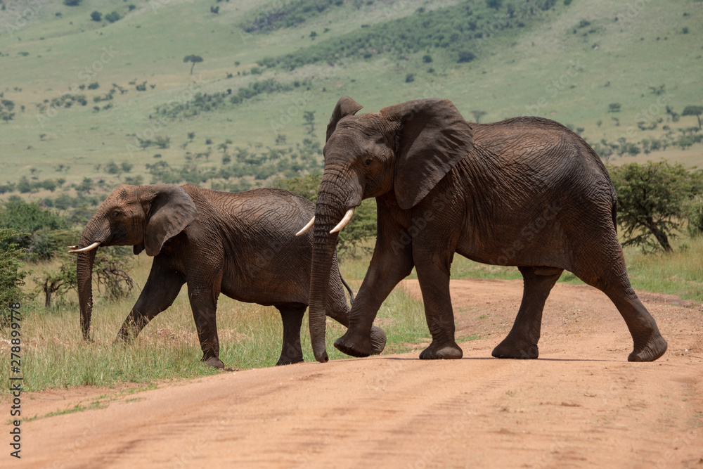 Fototapeta premium Big and small African elephant cross track