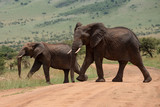 Big and small African elephant cross track