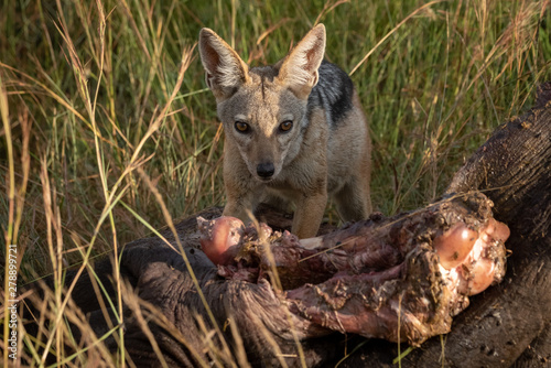 Black-backed jackal crouches by carcase in grass photo