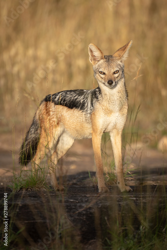Black-backed jackal stands in sunshine eyeing camera